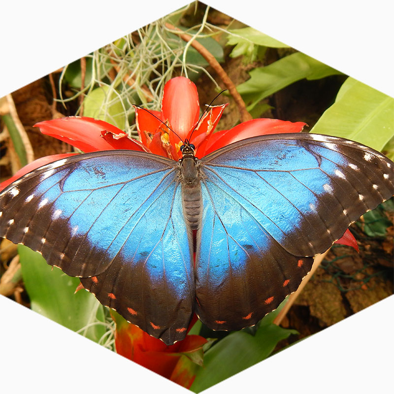 Vlinders aan de Vliet