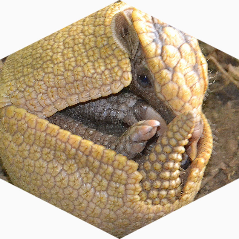 Zoo Bizar