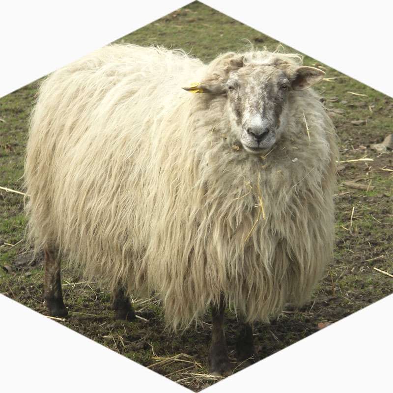 Mergellandschaap bij Kasteelpark Born