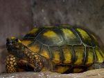 Geelpoot Schildpad
