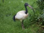Heilige ibis in Kasteelpark Born