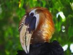 Papua jaarvogel